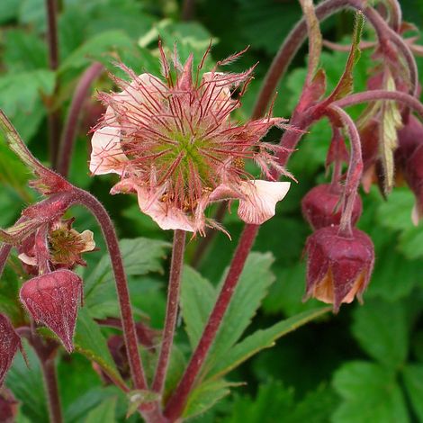 4 x Benoîte des rives - Geum rivale  - godet 9x9 cm (1/4)