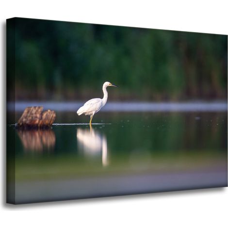 Leinwanddruck Tiere Weißer Reiher 70x50 cm