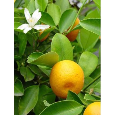 Oranger d'appartement, Calamondin Pot de 4L/5L, 1/4 de tige (1/2)