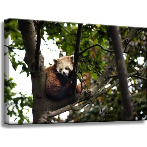 Leinwanddruck Tiere Roter Panda 60x40 cm