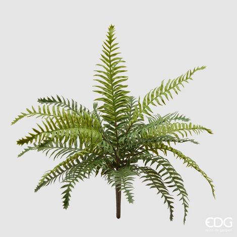 EDG Enzo De Gasperi Felce Olis Cespuglio H 45 Cm 23 Fg Verde