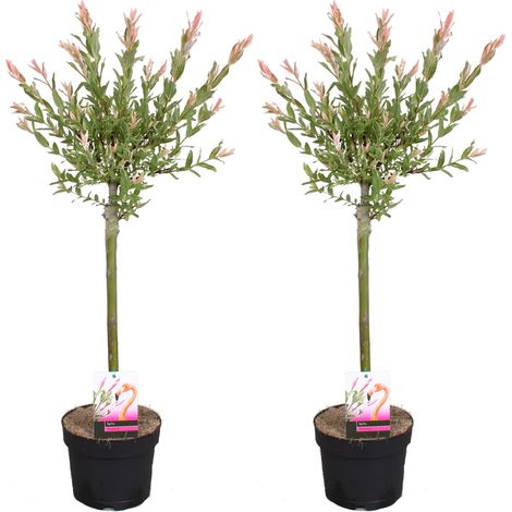 Lot de 2 saule panaché Salix integra 'Flamingo' – Hauteur 75-85 cm – Pot de 17 cm – Plante rustique pour ensoleillement direct