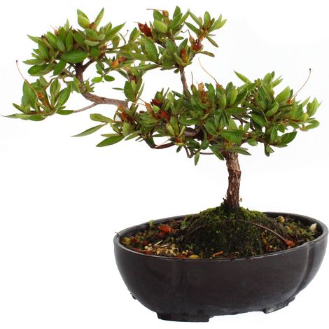 Bonsai Azalea Satsuky - Bonsai Giapponese Azalea - H 17-23 cm Vaso Ø 16 cm (1/3)