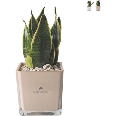 Cadeau d'invité Paola Rolando sansevieria nana en pot en verre en cube Sogno - Beige