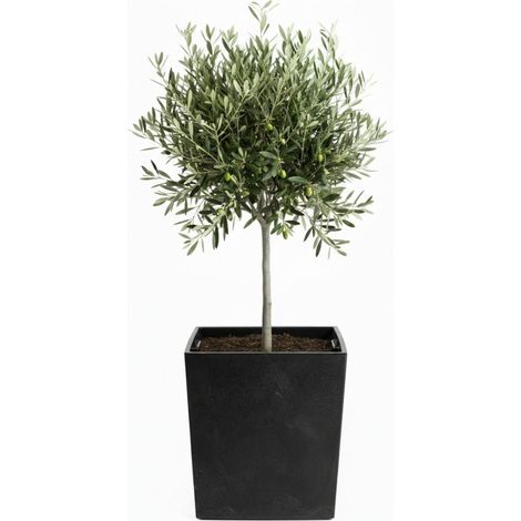 Flore Blumentopf aus schwarzem Beton, Höhe 41 x 39,5 x 39,5 cm