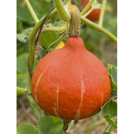 Potimarron 'Red Kuri' le sachet de 15 graines environ (1/2)