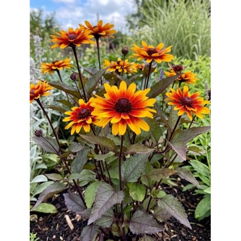 Héliopsis 'Funky Spinner' Pot de 2L/3L (1/2)