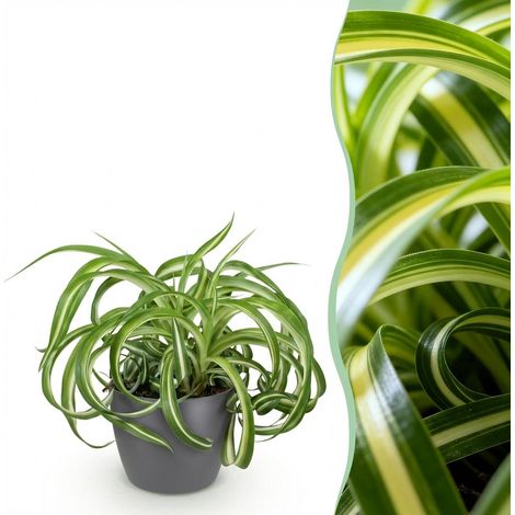 Plante d'intérieur Chlorophytum comosum Bonnie - Plante Dépolluante et Pet Friendly - Pot Gris 12 cm - PANGIVO (1/5)