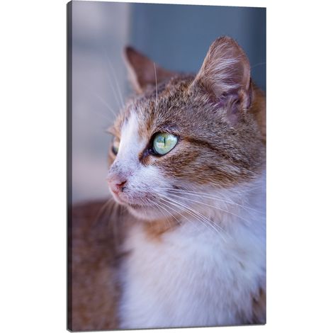 Lienzo impreso con la imagen de un gato pelirrojo (60x100 cm).