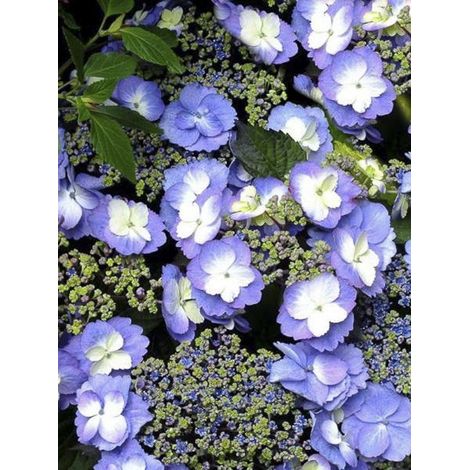 Hortensia 'Blueberry Cheesecake' Pot de 4L/5L (1/2)