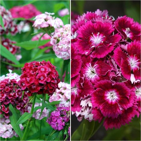 Semillas de Clavel de China. Dianthus Chinensis. 50 Gramos