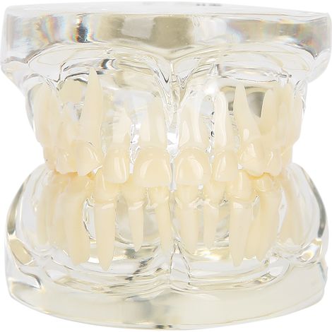 Dent de lait modèle dentaire amovible outil pédagogique pour dentiste (1/5)