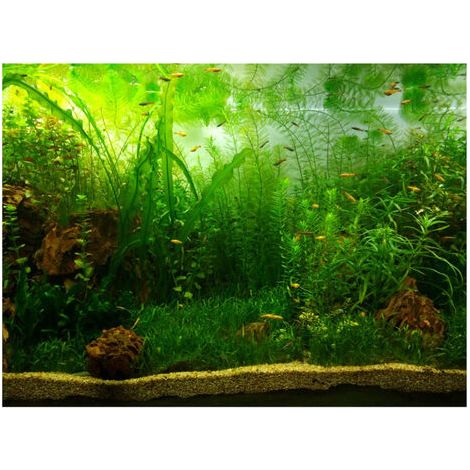 Eau Herbe Style Aquarium Fish Tank Fond Affiche PVC Adhésif Décor Papier (6141 cm) (1/5)
