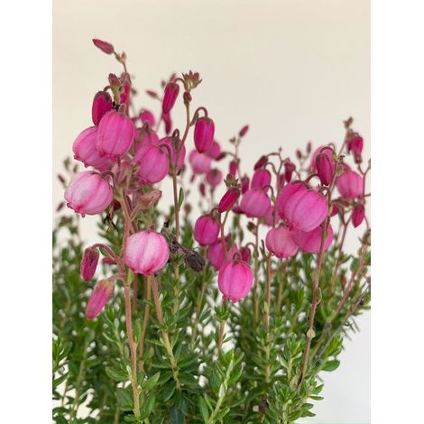 Bruyère irlandaise rose - 6 pièces - Daboecia cantabrica 'Rosella' - 1,5 L - Plante - Plante de jardin - Fleur