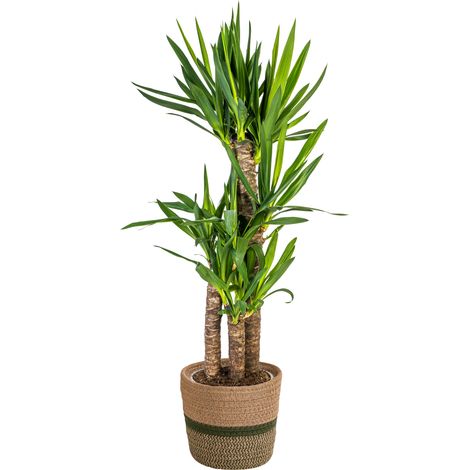 Yucca Elephantipes - Plante d'Intérieur Verte - Tronc Robuste - Pot Ø21 cm - 90-110 cm - PANGIVO (1/4)