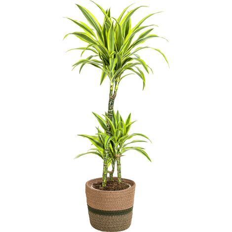 Dracaena Deremensis Lemon Lime Plante d'Intérieur Décorative Pot Ø21 cm 90-110 cm - PANGIVO (1/5)