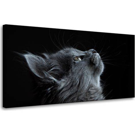 Leinwanddruck Tiere Perserkatze 80x40 cm