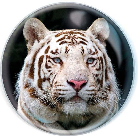Tigre Blanc de. Aimant Tigre Blanc pour Frigo en Verre de Cristal pour Enfants. Magnifiques dômes magnétiques pour la décoration de la Maison (1/5)