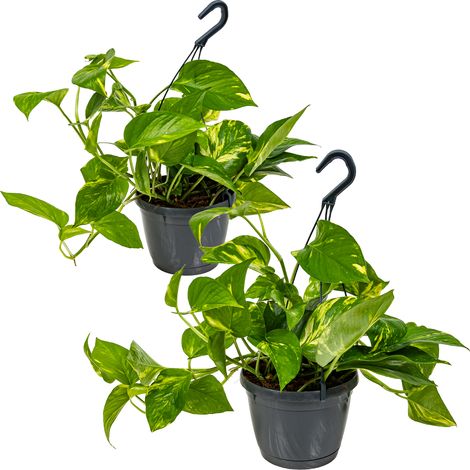 Bloomique - Lot de 2 Epipremnum Aureum - Lierre du Diable - Plantes Suspendues - Aussi adaptées comme plantes grimpantes - Plantes d’intérieur - Dépolluantes - Hauteur 20-30 cm - Pot 15 cm