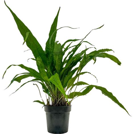 Mutterpflanze Aquarium Pflanze Microsorum pteropus Nr.308 XL Aquarium