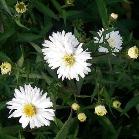 4 x Aster grand d'automne 'White Ladies' - godet 9x9 cm (1/4)