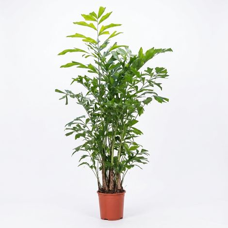 Bloomique - Caryota Mitis - Palmier queue de poisson - Palmier - Plante d'intérieur - Dépolluante - Facile d'entretien - Hauteur 130-140 cm - Pot 27 cm (1/5)