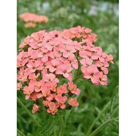 Achillée millefeuille 'Lachsschönheit' Godet de 8/9 cm (1/3)