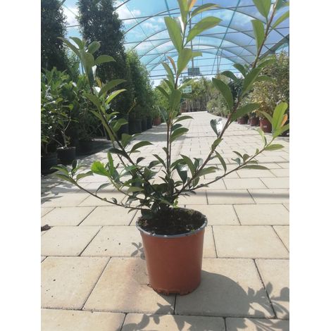 Photinia v13 h60-75 cm