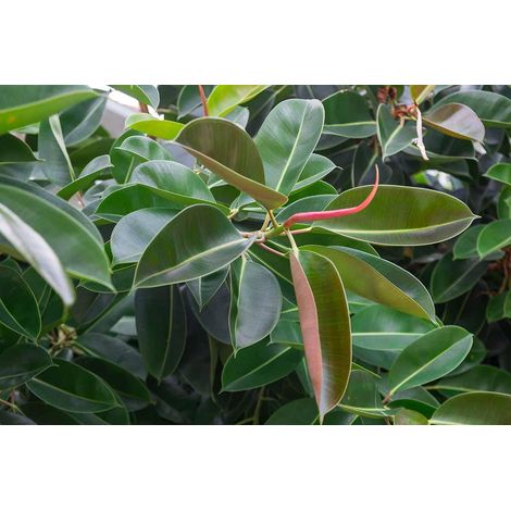 ficus elastica (roubusta) 2 talee/cuttings rubber tree