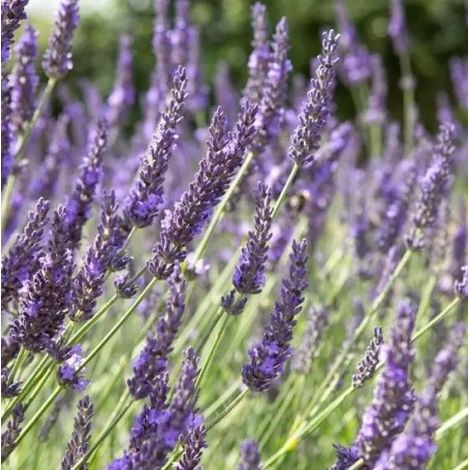 4 x Lavandin  - Lavandula intermedia 'Grosso'  - godet 9x9 cm (1/4)