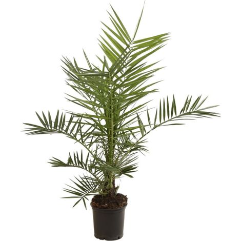 Palmier des Canaries Phoenix canariensis 80/100cm Pot 3L