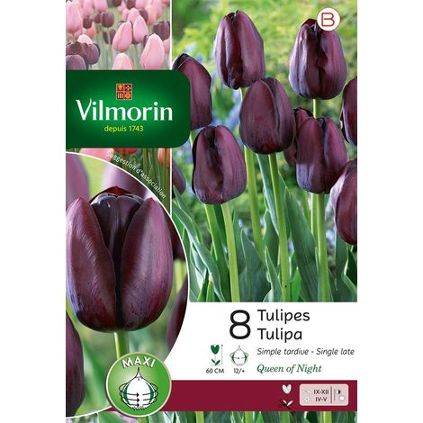 Vilmorin Tulipe Queen of night (x8) (1/3)