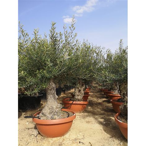 Ulivo olivo "Olea europea" pianta in mastello da 45 litri FOTO REALI (1/2)