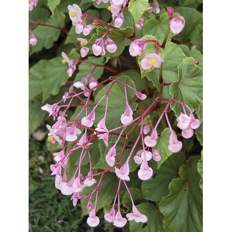 Bégonia rustique Godet de 8/9 cm (1/3)