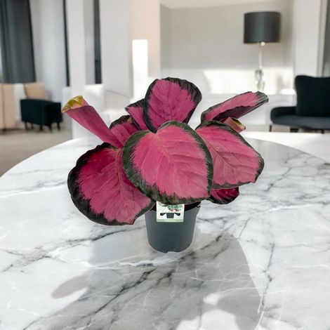 Gardenaria Calathea roseopicta 'Crimson' - Pianta da interno ornamentale - Altezza: 45 cm (vaso 14) (1/5)