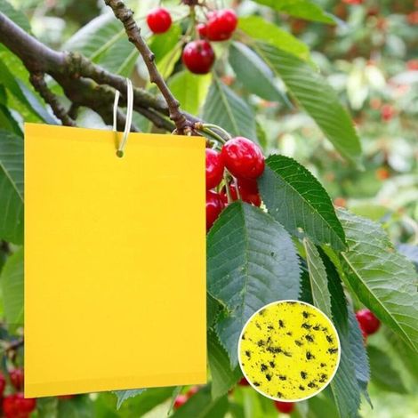 Lot de 20 tableaux jaunes pour cerisier, lutte contre les moustiques des champignons, autocollants jaunes pour arbres fruitiers, pièges à mouches des cerisiers, piège à mouches jaunes pour (1/4)