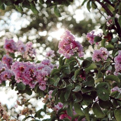 Lilas des Indes Muskogee, Lagerstroemia/Pot de 7,5L - 80/100 cm