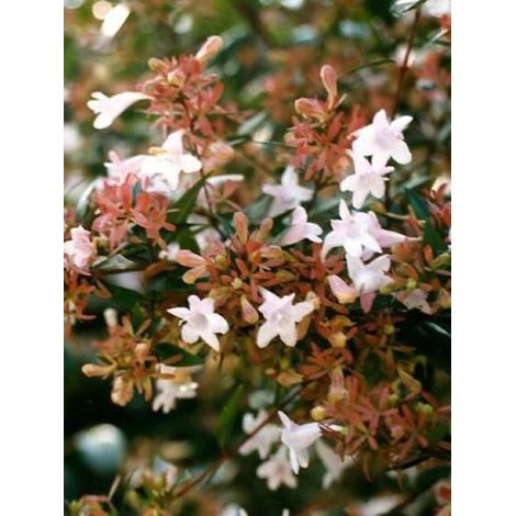 Abélia à grandes fleurs Pot de 2L/3L (1/5)
