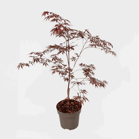Acer palmatum 'Black Lace' rosso – Acero giapponese vaso 19 cm (1/4)