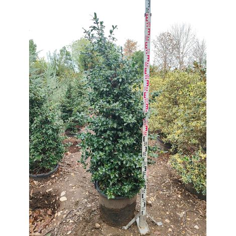 Camélia Sasanqua en Pyramide 180-200 cm Pot 45 cm Arbuste Persistant à Fleurs (1/4)