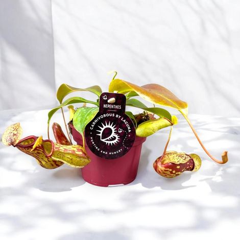 Gardenaria Nepenthes 'Gaya' - Pianta da interno ornamentale - Altezza: 17 cm (vaso 12) (1/5)