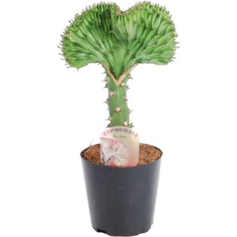 Euphorbia lactea Cristata - Cactus Corail Vert - Plante d'Intérieur Originale - 35 cm - ø12 cm - PANGIVO