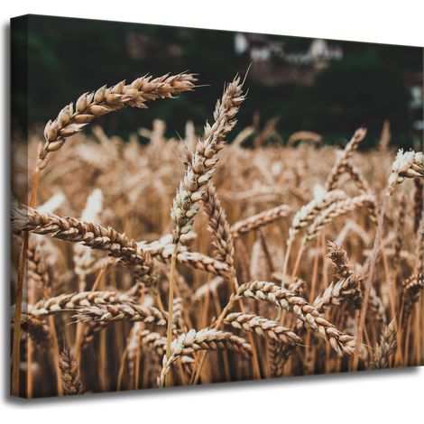 Lienzo impreso Naturaleza Campo de trigo 50x40 cm Espigas de cosecha