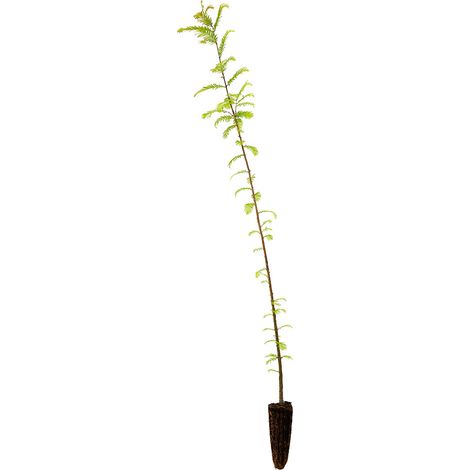 Metasequoia glyptostroboides - abete d'acqua - alveolo forestale (1/2)