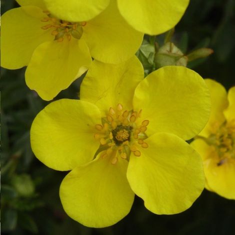 Potentille arbustive Goldfinger, Potentilla/Pot de 3L - 40/60 cm (1/3)
