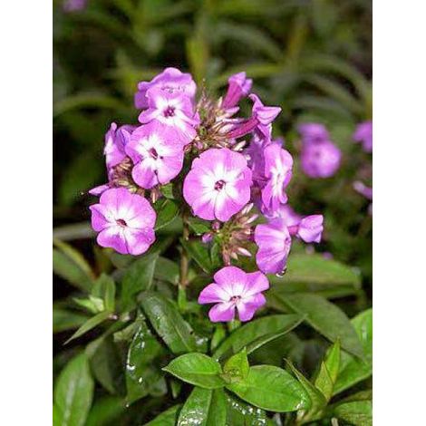 Phlox paniculé 'Laura' Racines nues