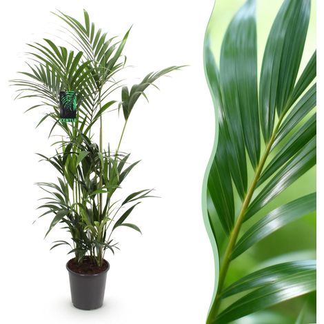 Palmier Kentia Howea Forsteriana - Plante d'Intérieur Facile d'Entretien - Vert - 160-170 cm - PANGIVO (1/5)