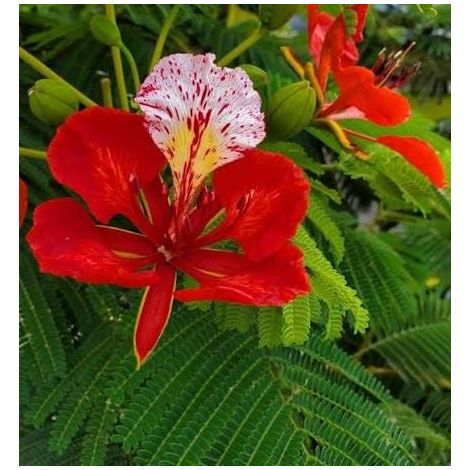 Delonix regia (Royal Poinciana) 3 talee/cuttings rosso/red
