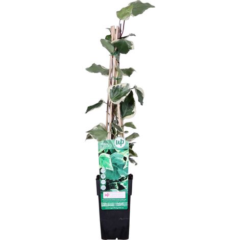 Hedera algeriensis 'Gloire de Maren' Lierre grimpant persistant pot 15 cm hauteur 65 cm facile d'entretien - PANGIVO (1/5)