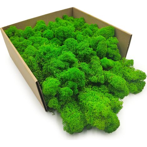 Muschio di renna - finlandese - pulito - verde estivo - 50 g netti (1/5)
